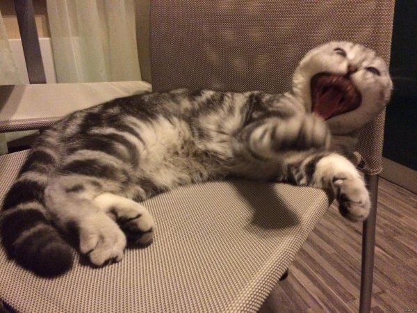 смешной кот