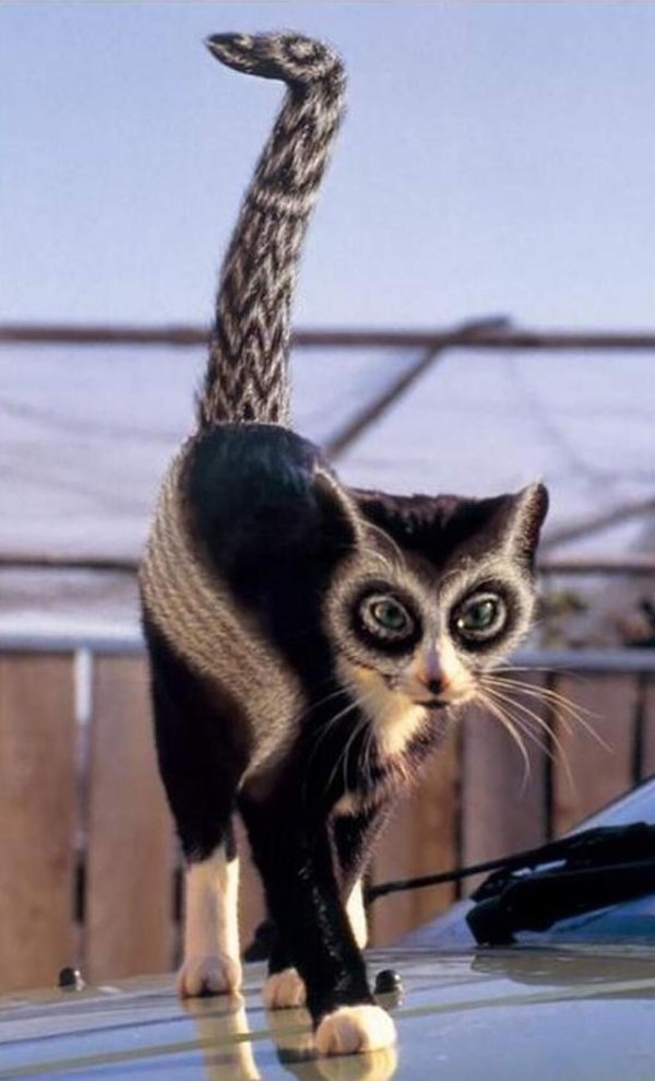 необычная кошка