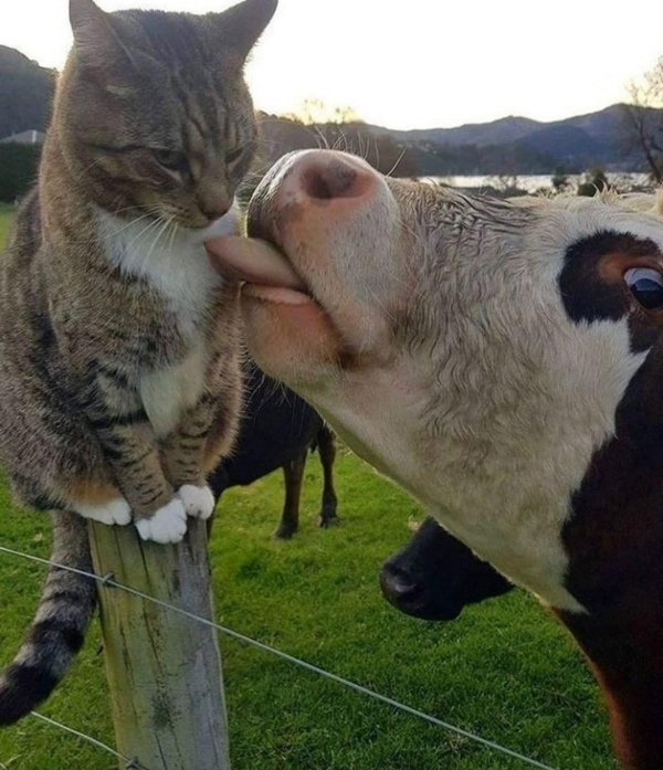 корова лижет