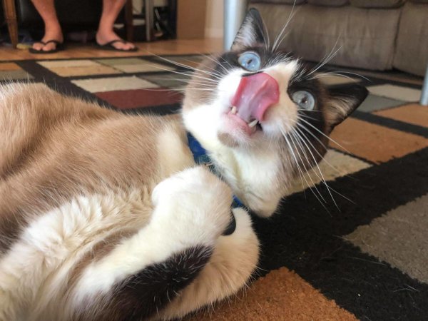 смешных котиков