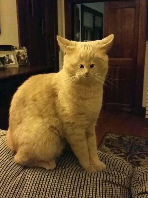 кошка с маленьким лицом