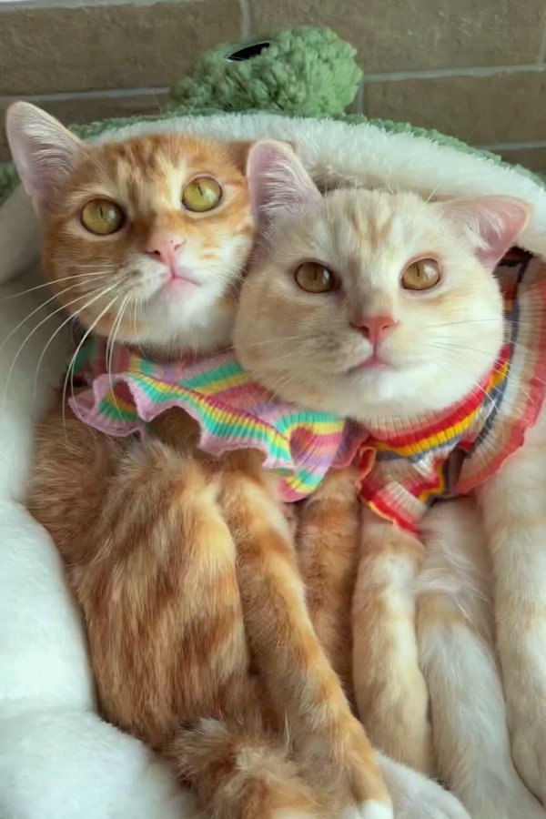 котики забавные