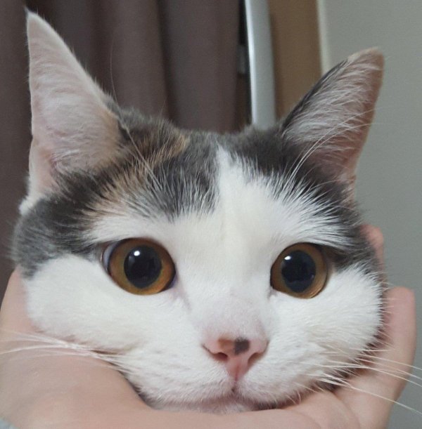 кошачья моська