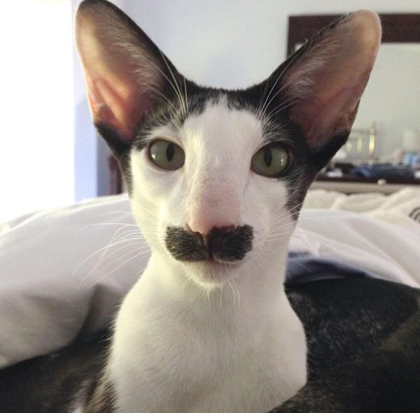 ориентальная кошка