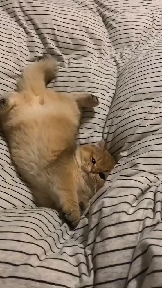 кошачий сон