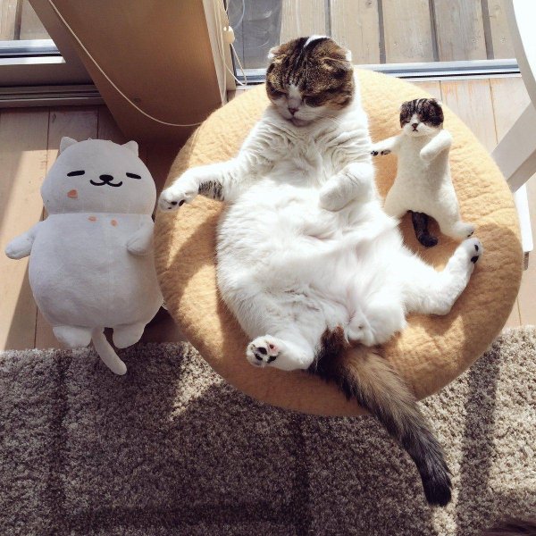 смешные домашние животные