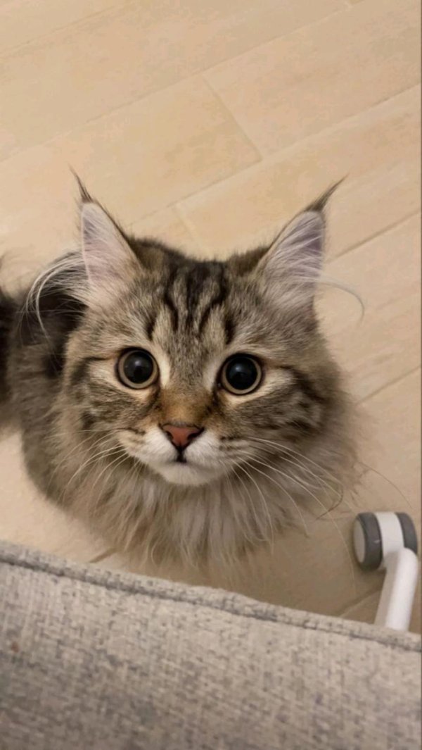 очаровательные котята