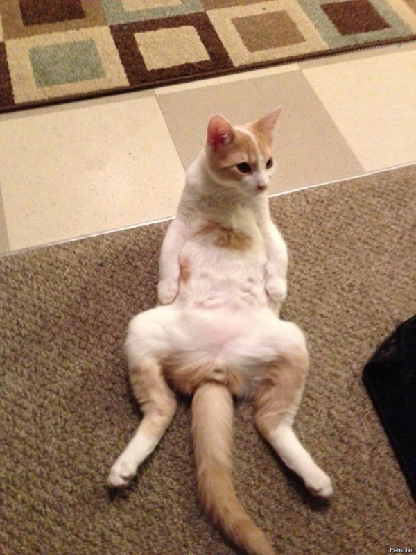 котики прикольная