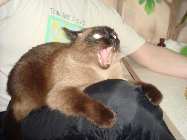 фотожабы коты