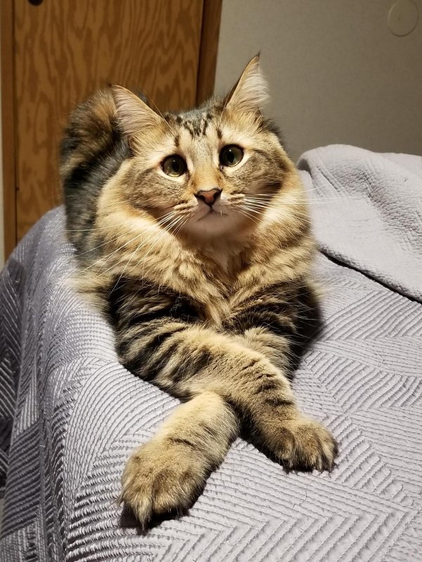 котики милые смешные