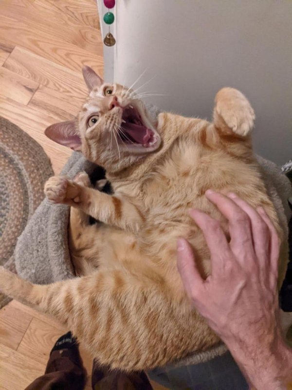 самые смешные котики