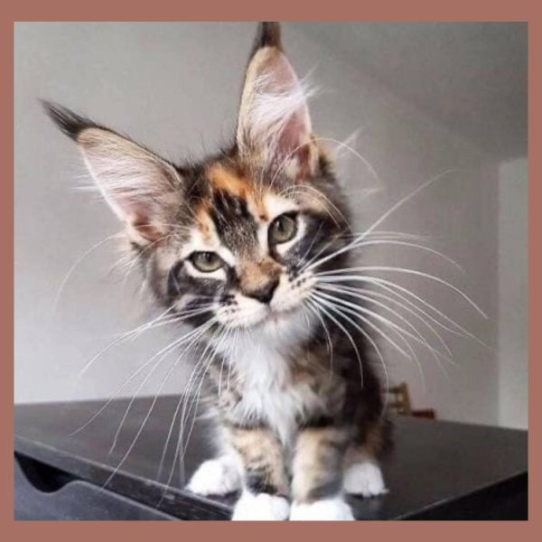 котенок мейн кун