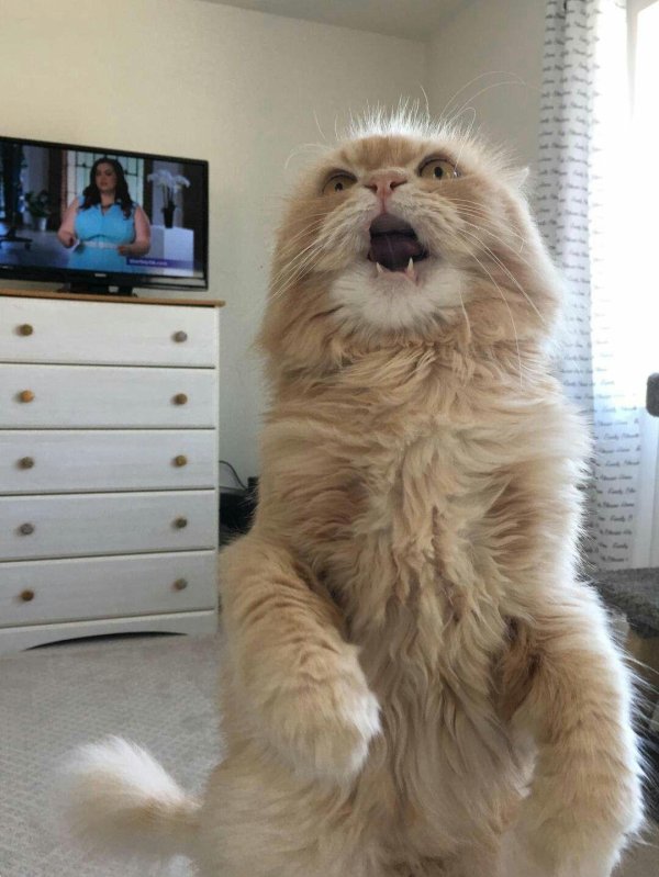 пушистые коты