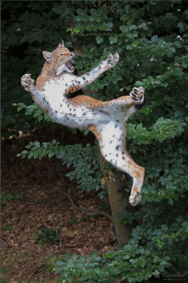 животное рысь