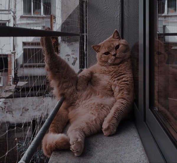 смешная кошка