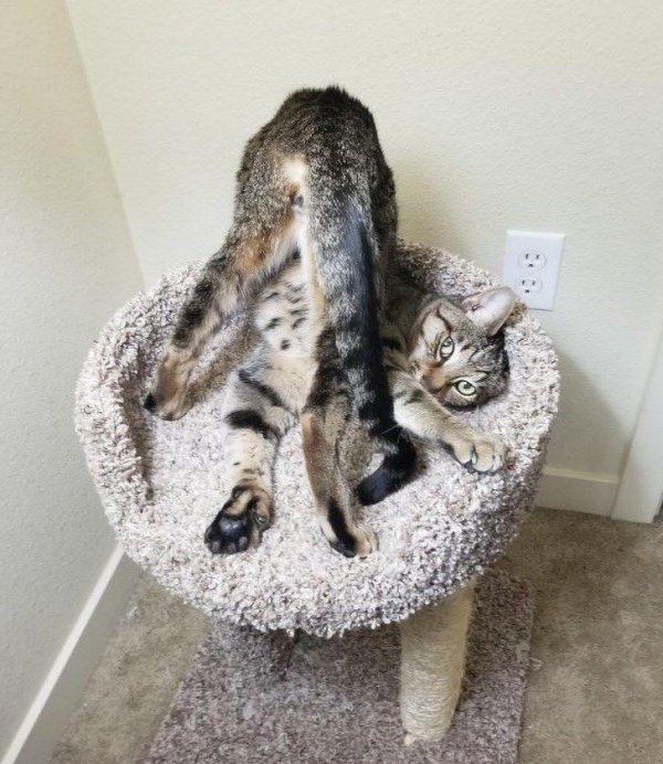 cмешные животные