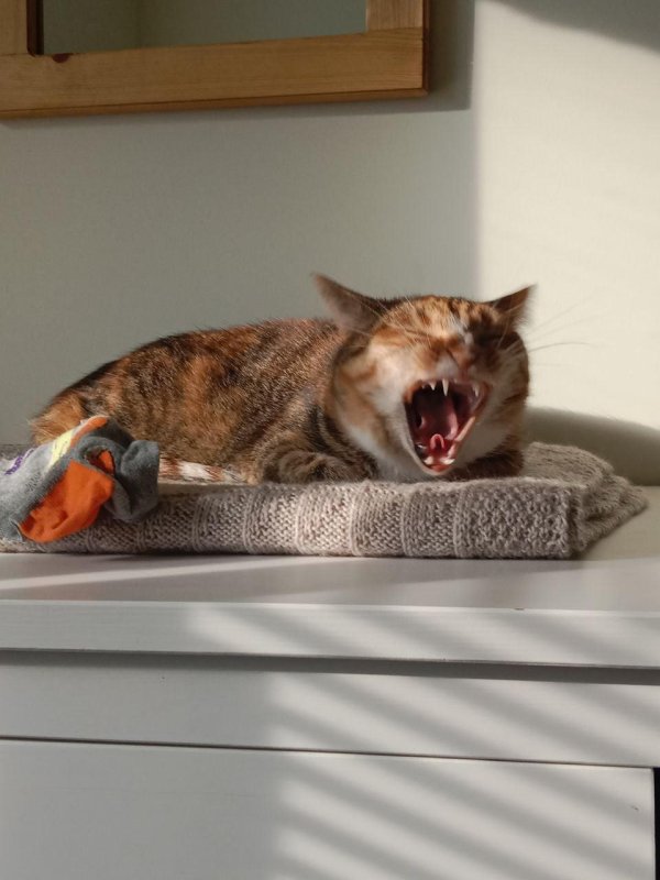 зевающая кошка