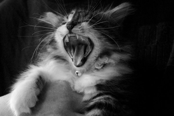 зубы мейн куна