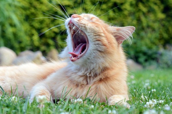 кошачий рот