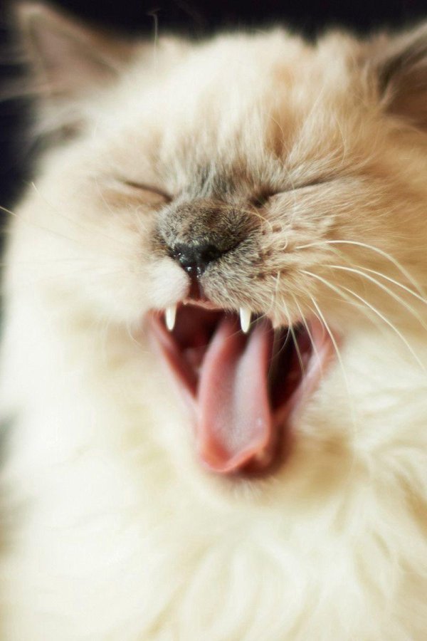 зевающие коты