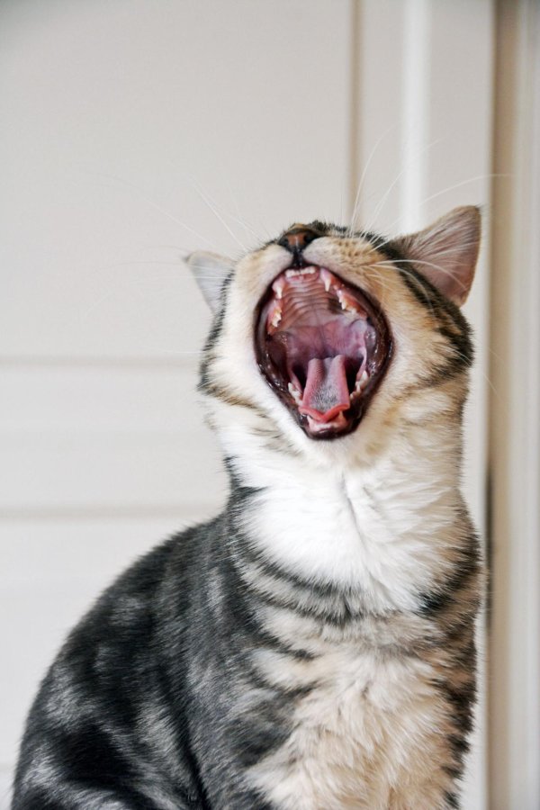 зевающие коты