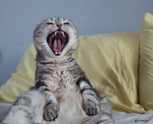 scottish straight cat