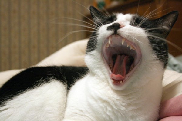 yawning cat