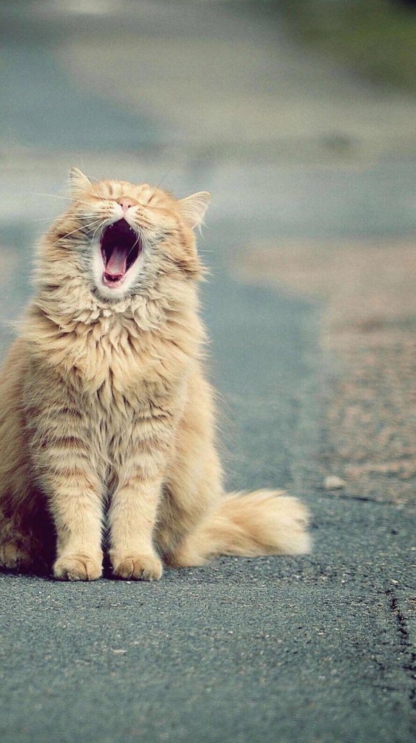 зевающие коты