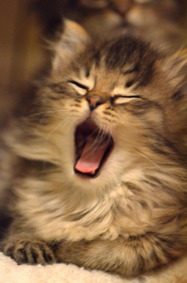 зевающий котенок