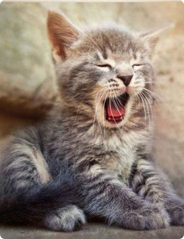 смешной котенок