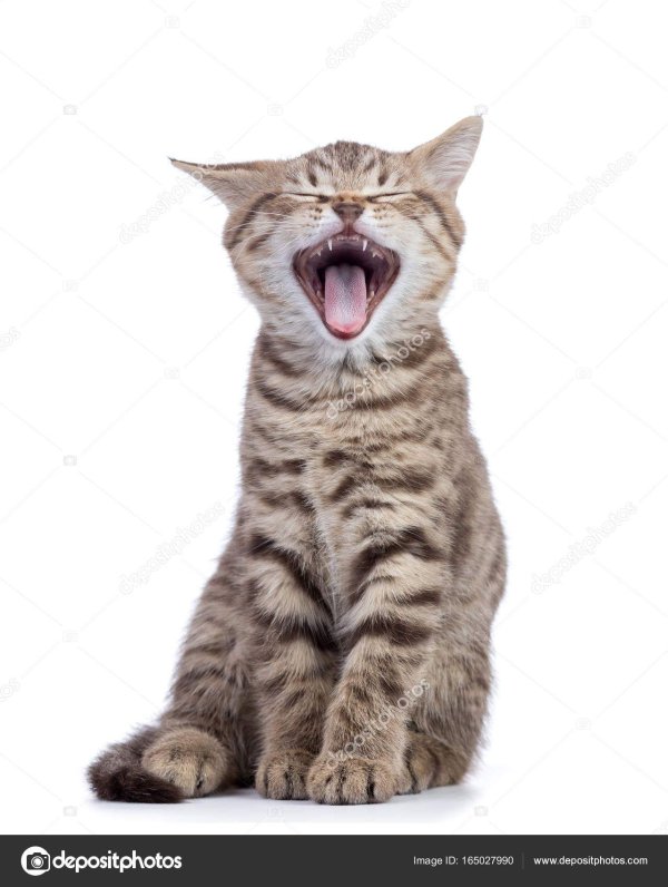 кошка полосатая