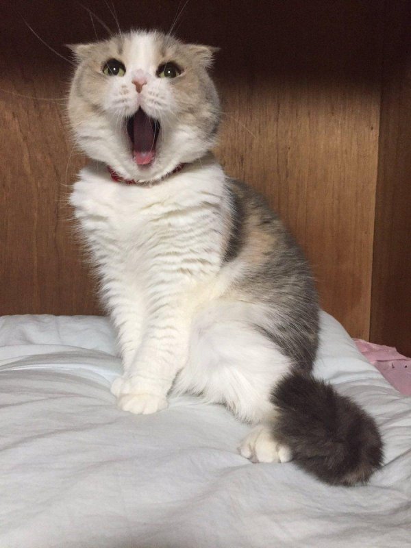 милые котики смешные