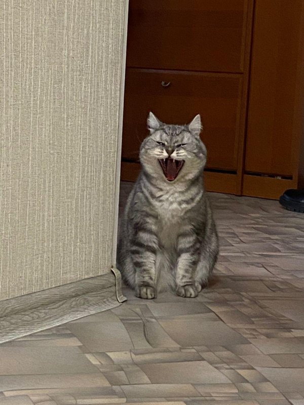 кошка довольная