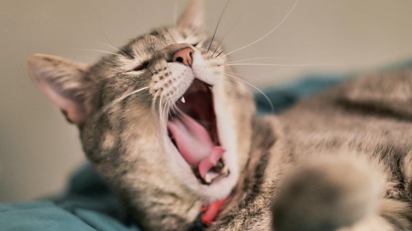 зевающие коты