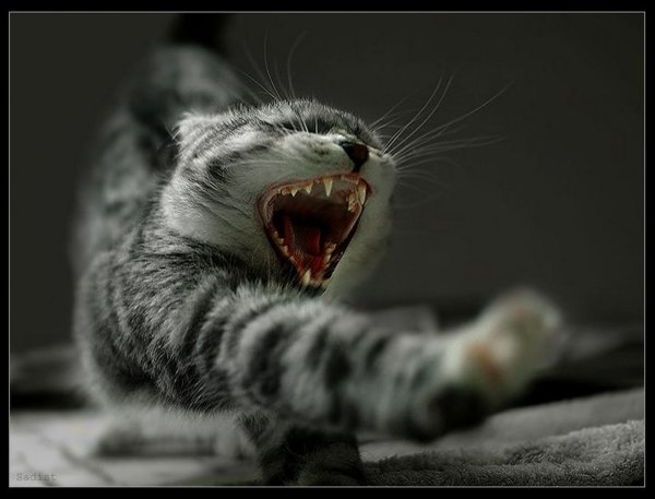 yawning cat