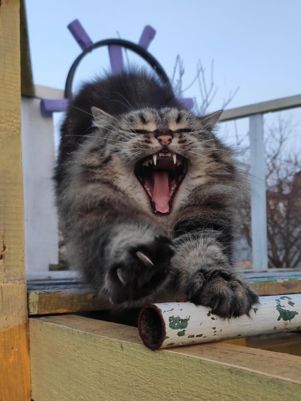 зубы мейн куна