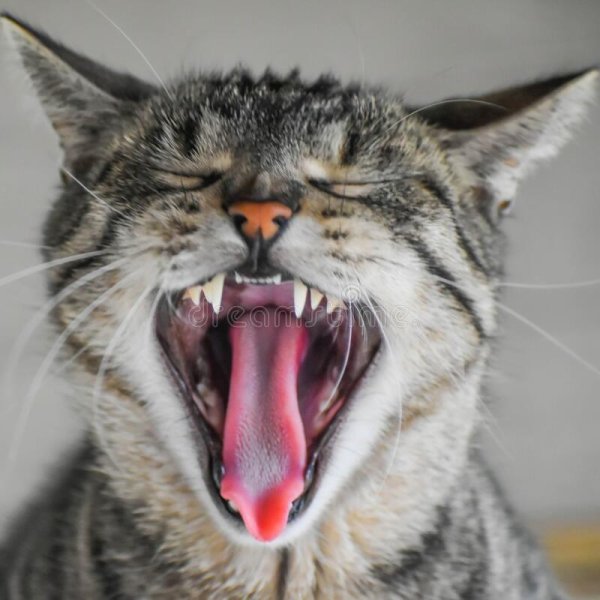 cat yawning