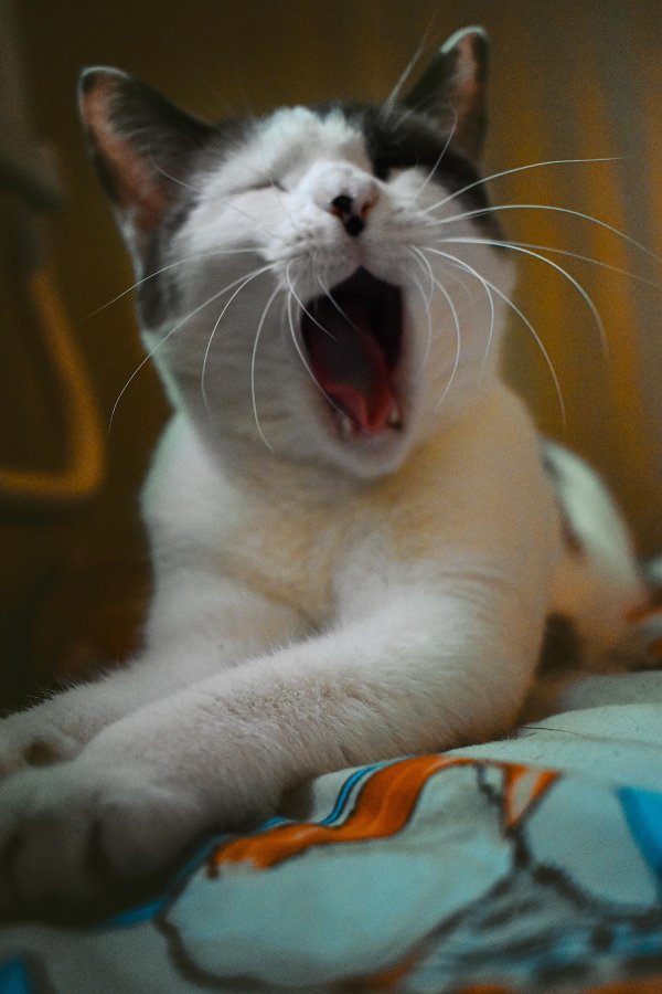 yawning cat
