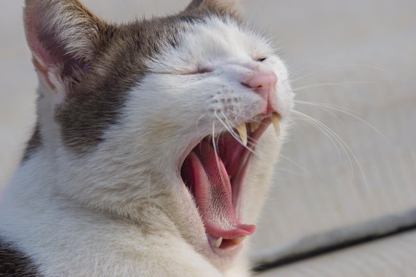 зевающие коты