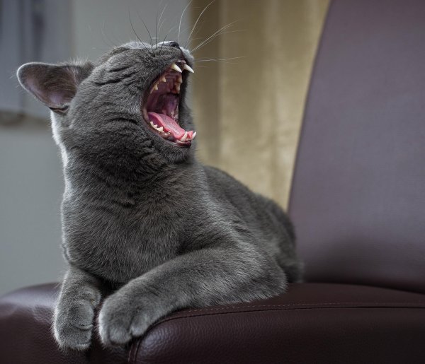 зевающий котенок