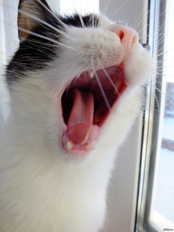 Кот зевает