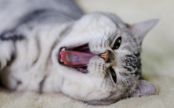 зевающие коты