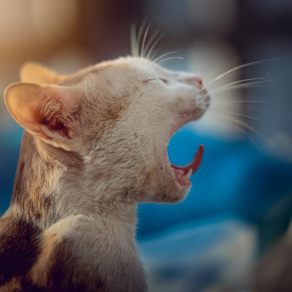 yawning cat