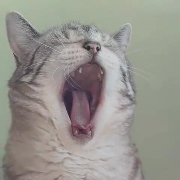 зевающие коты