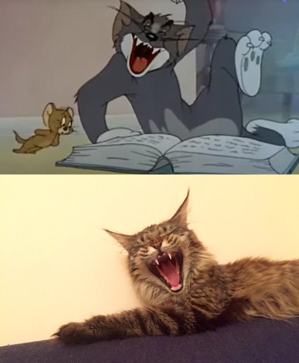 том смеется над книгой