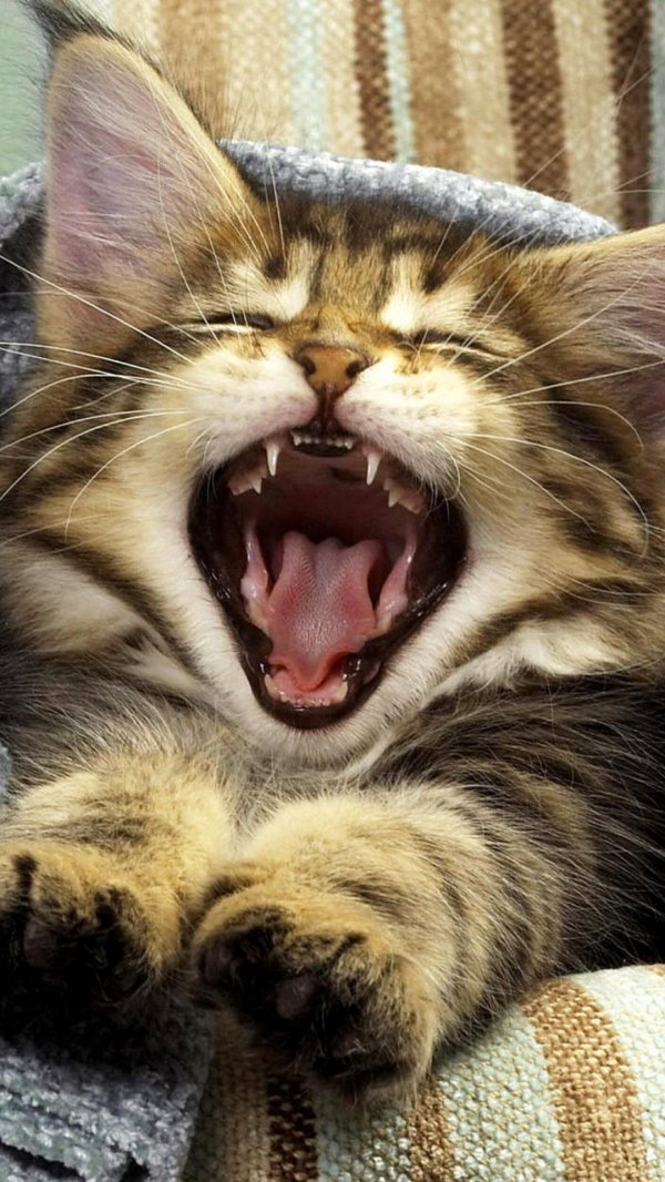 зевающие коты