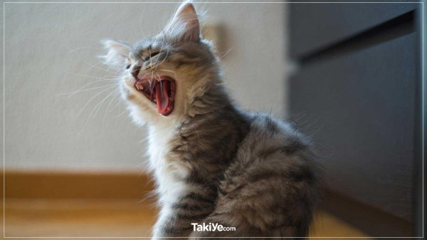 зевающие коты