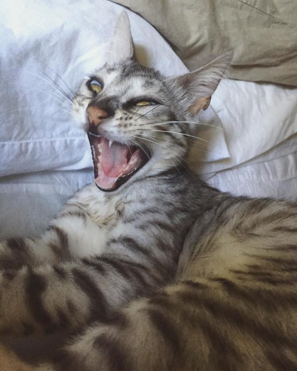 кошка смеется