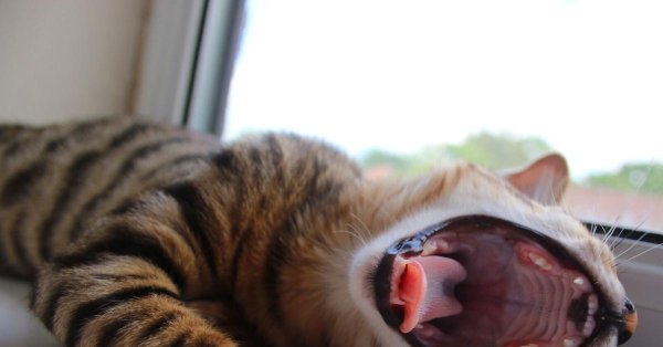 зевающий котенок