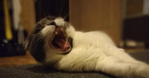 yawning cat